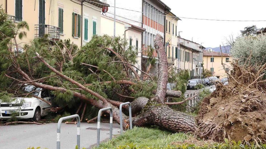 Verde in città da ripensare dopo la tempesta di vento