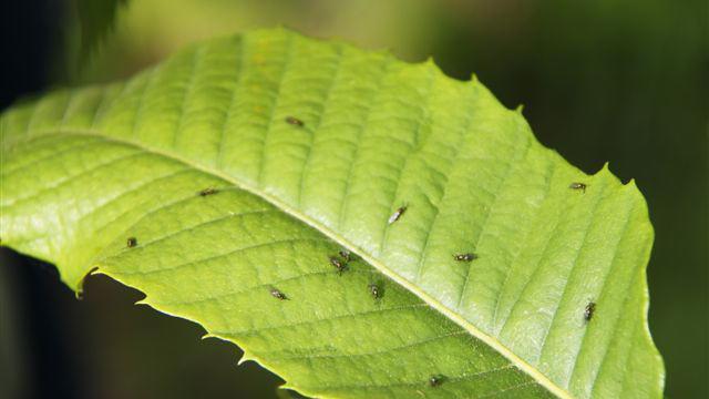 Un parassita per salvare il castagno, parte la lotta biologica a Massa