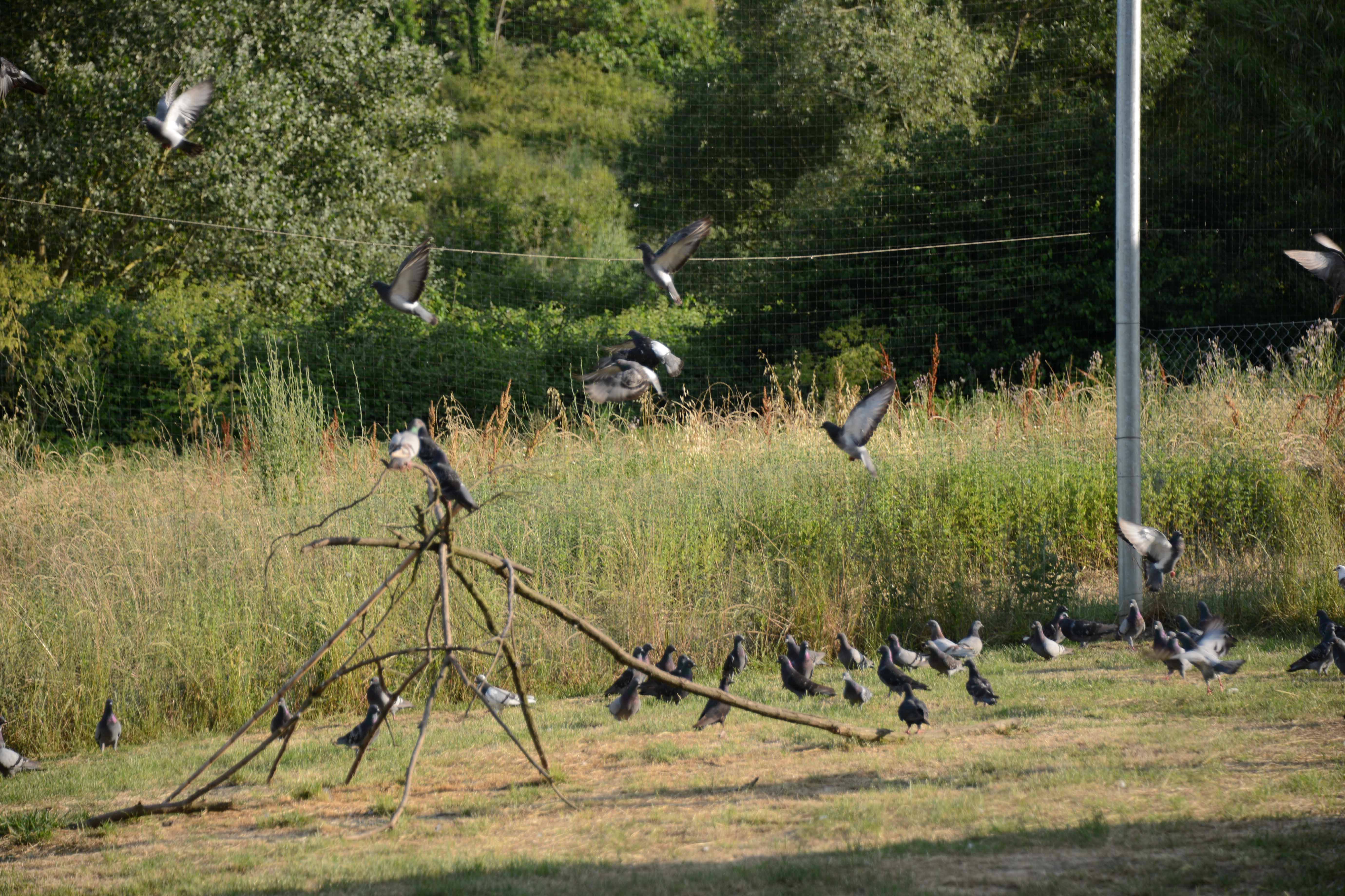 Piccioni in un campo (foto d'archivio)