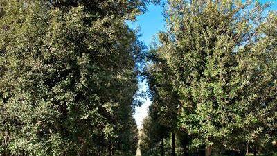 Un boschetto di lecci