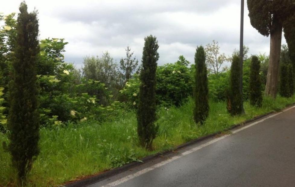 Vandali decapitano i cipressi 
