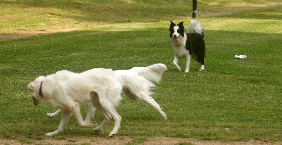 Firme per tenere i cani in libertà 