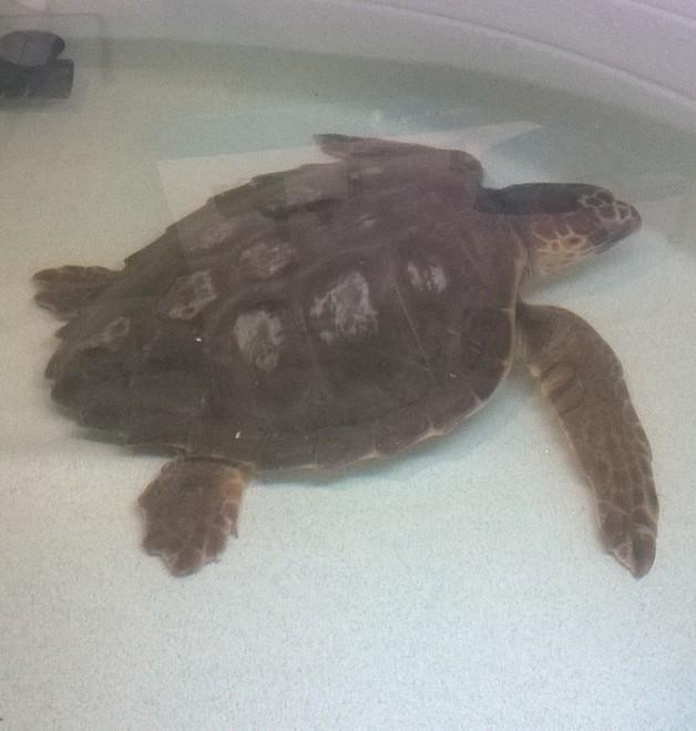 Ondina trovata morta spiaggiata a Giannella