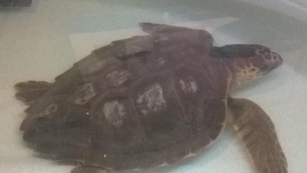 Ondina trovata morta spiaggiata a Giannella