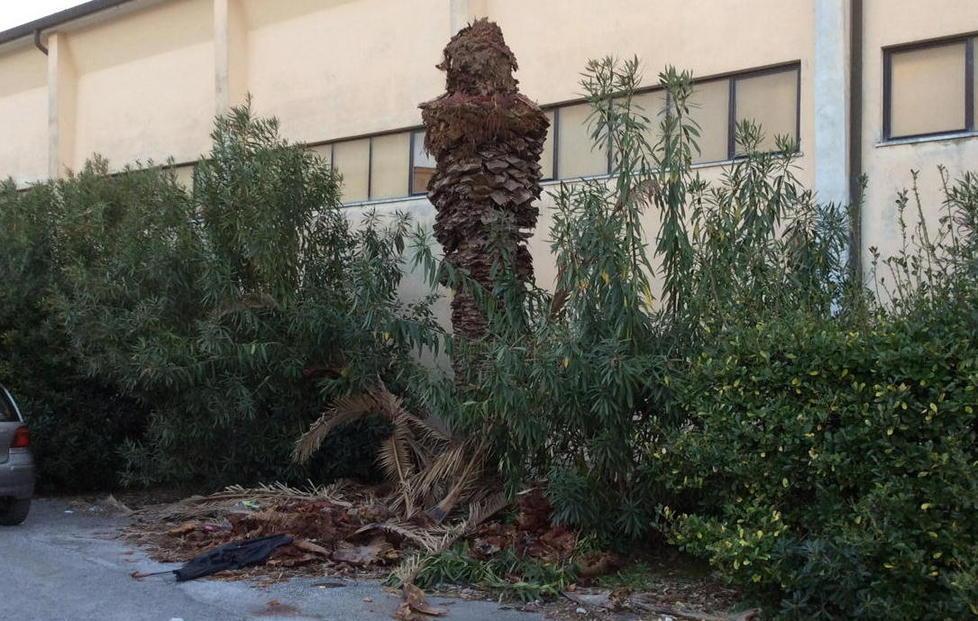 Jenco, la palma morta è lì da 6 mesi 