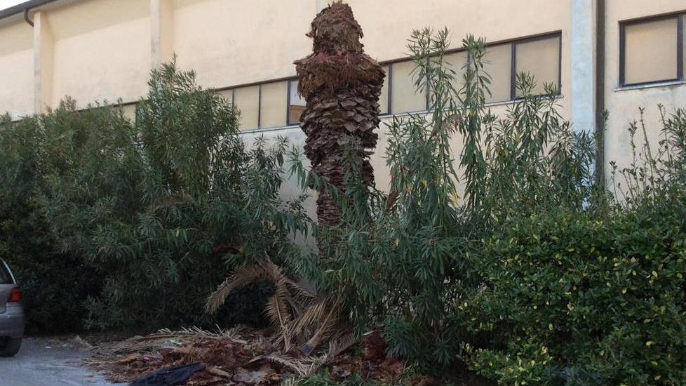 Jenco, la palma morta è lì da 6 mesi