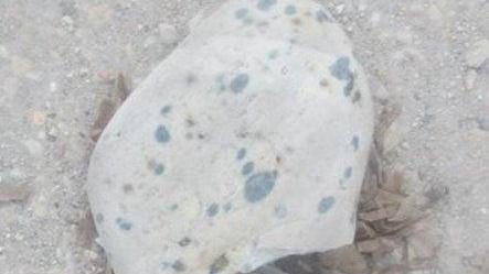 Rimosse le alghe alle Ghiaie, ma è polemica per le ruspe