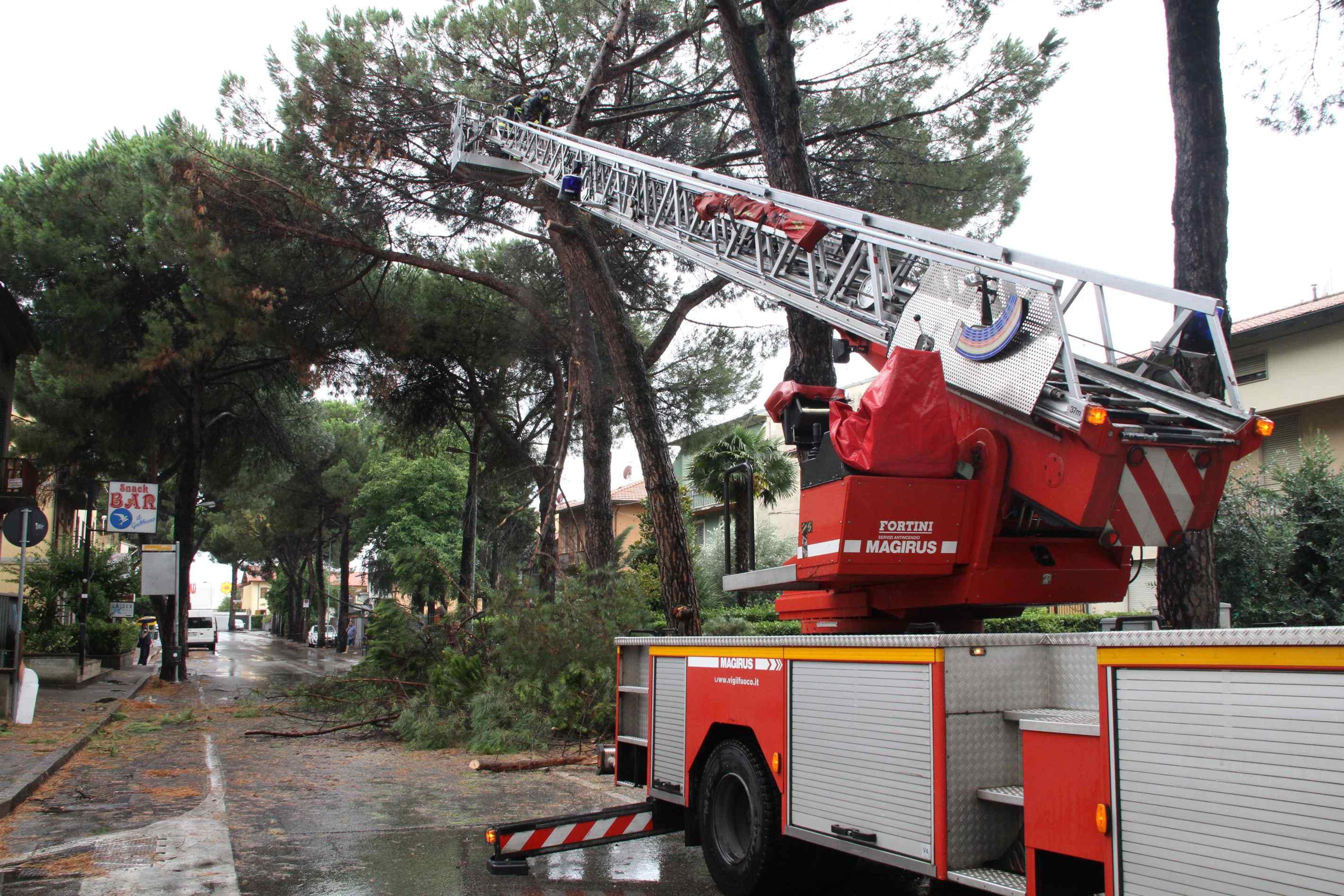 Taglio degli alberi in via Roma (foto Batavia)