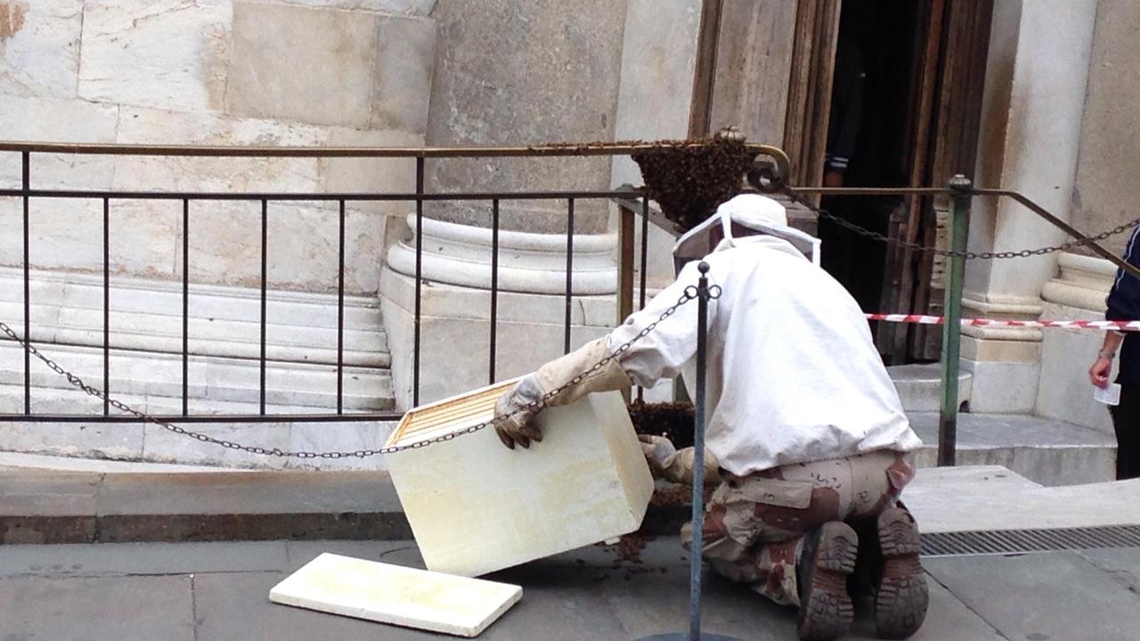L'apicoltore in azione nei pressi della Torre pendente