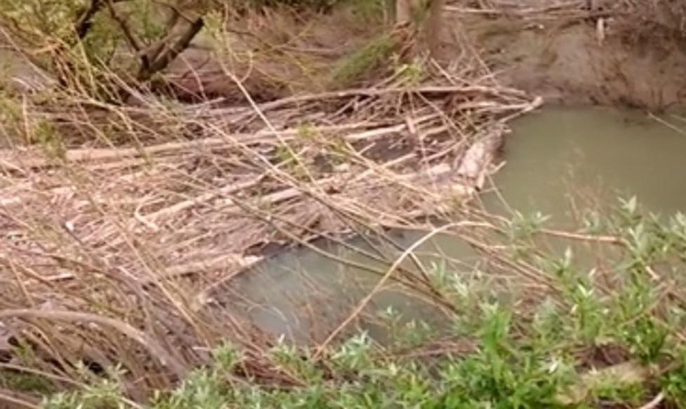 Un muro di alberi in mezzo al fiume