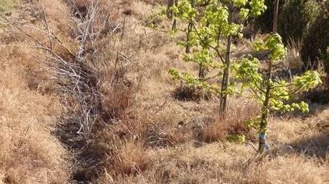 Erba secca in un campo, secondo il comitato dipende dall'uso dei diserbanti
