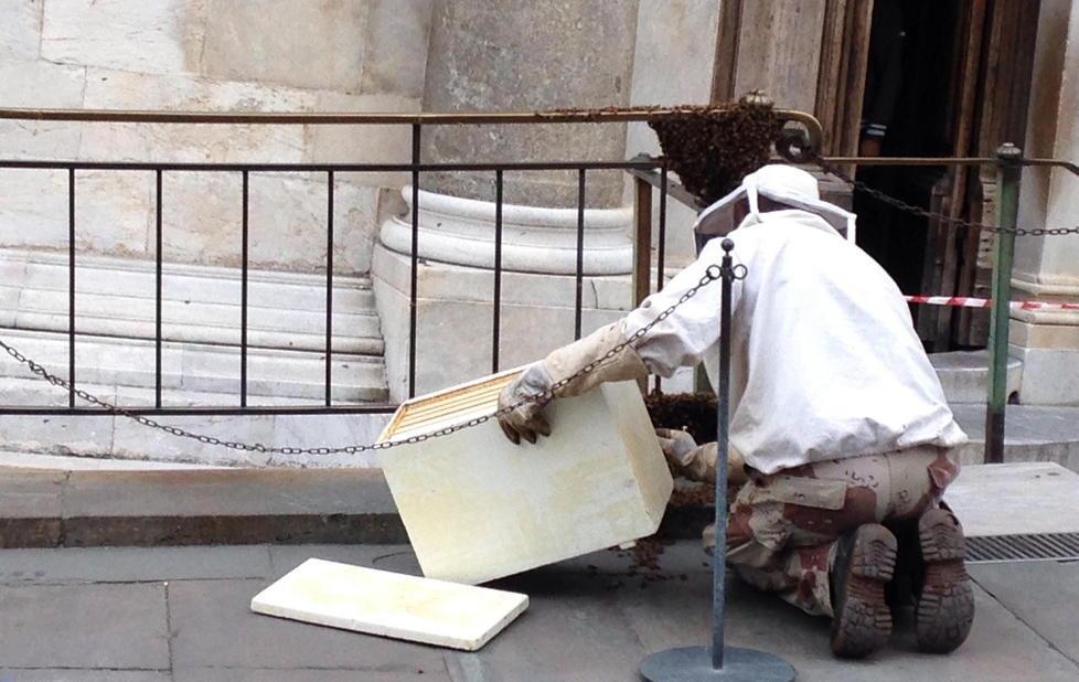 Uno sciame di api “attacca” la Torre 