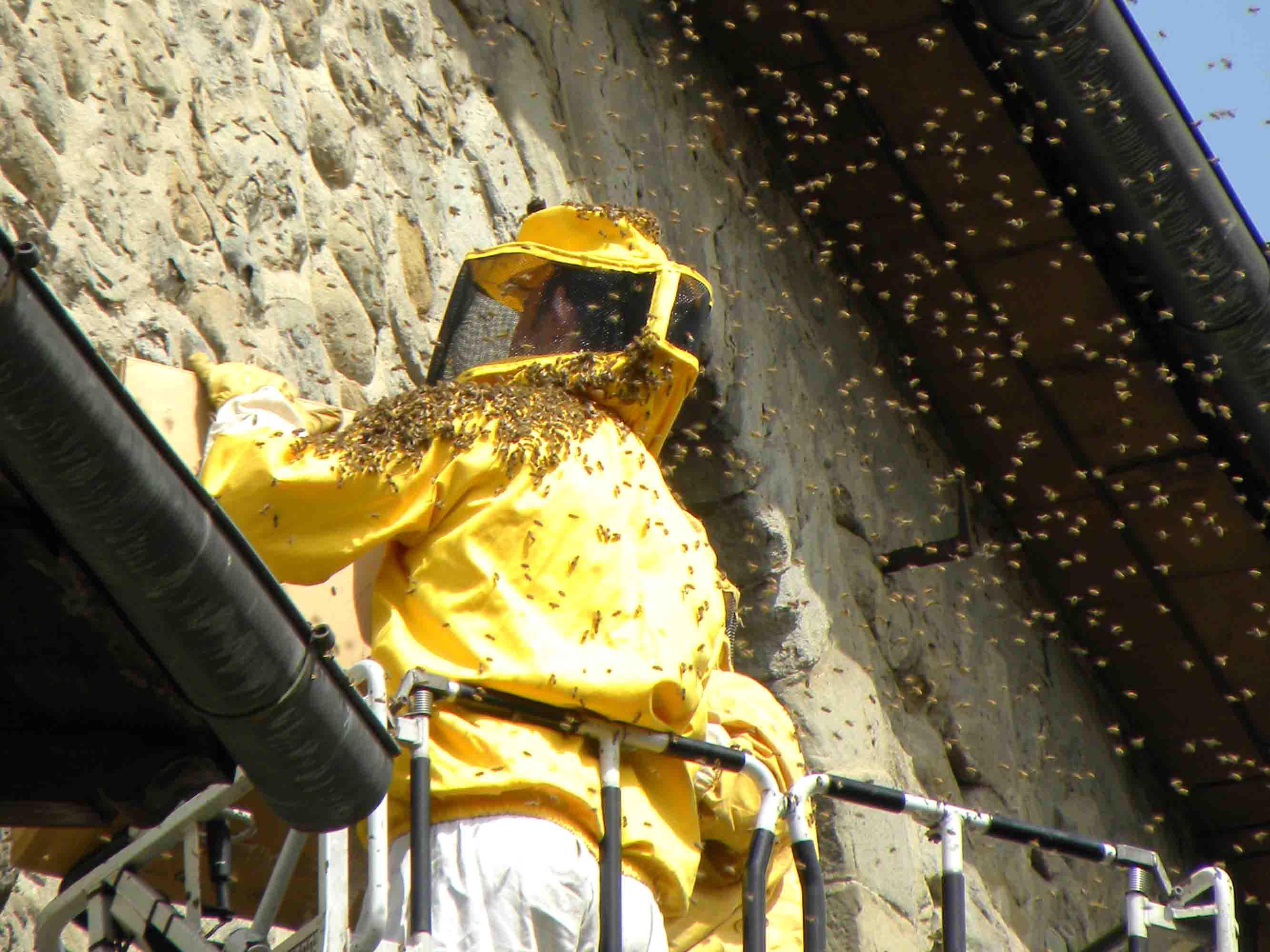 Un vigile del fuoco rimuove l'alveare dalla parete della vecchia torre (Foto Gori)