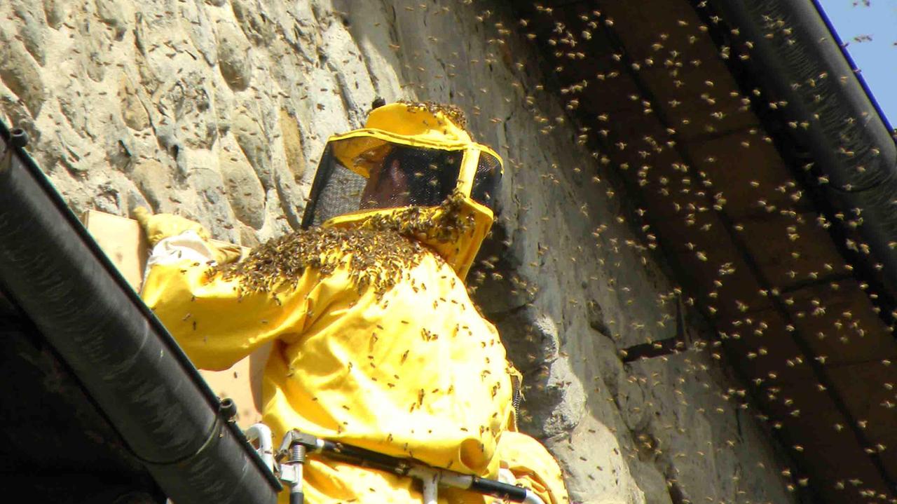 Un vigile del fuoco rimuove l'alveare dalla parete della vecchia torre (Foto Gori)