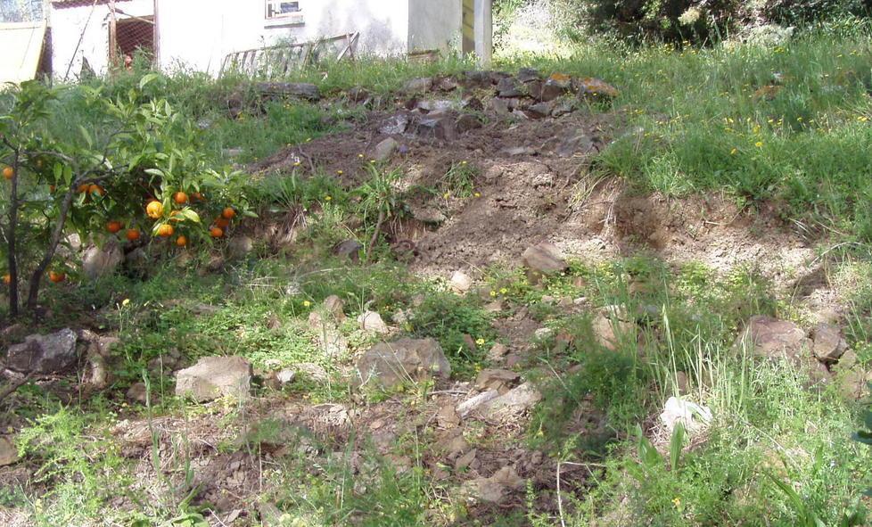 Cinghiali a spasso nell’orto di casa 