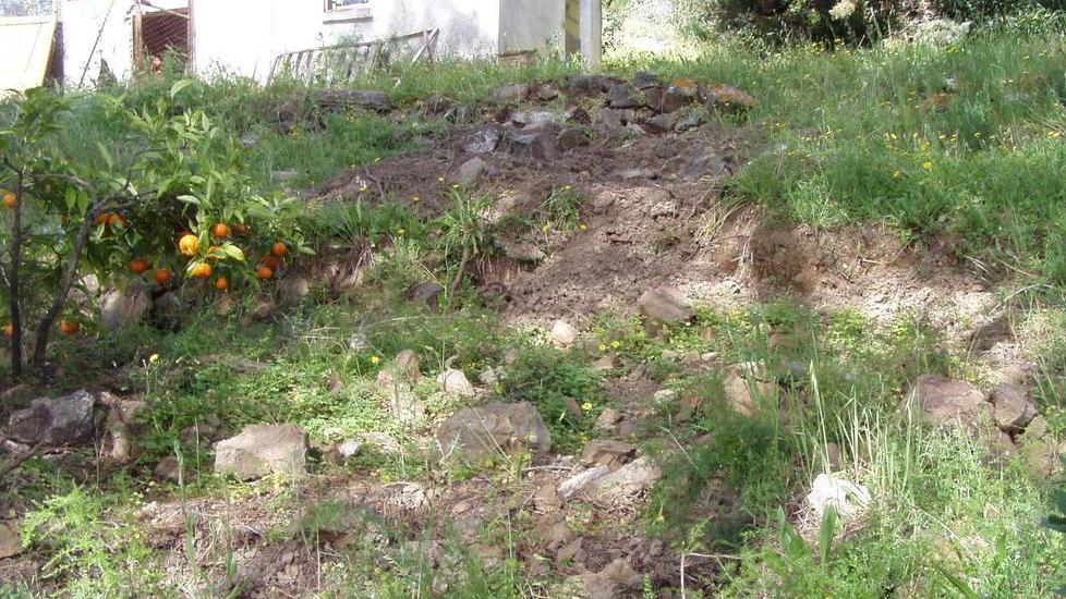 Cinghiali a spasso nell’orto di casa