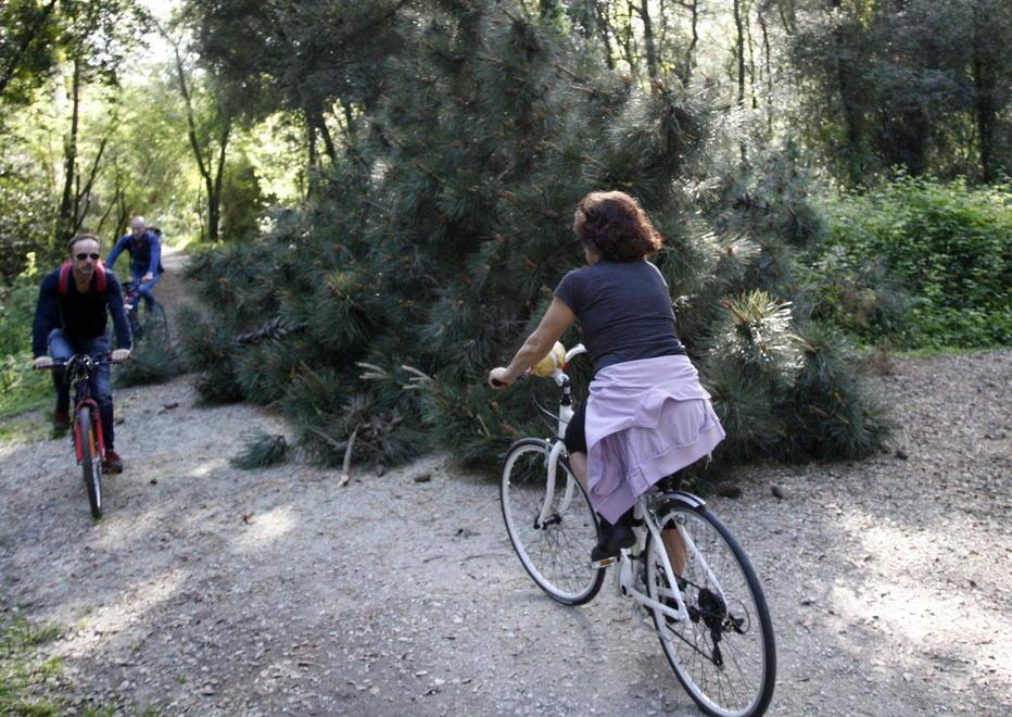 Pino cade e sfiora due donne e un bambino di tre mesi