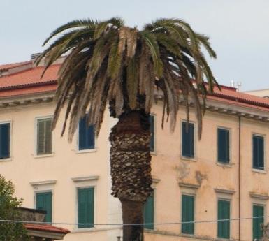 Un’altra palma uccisa dal punteruolo 