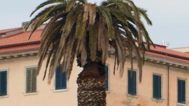 Un’altra palma uccisa dal punteruolo