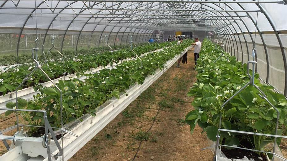 L’agricoltura del domani all’Expo 2015 con il Civ