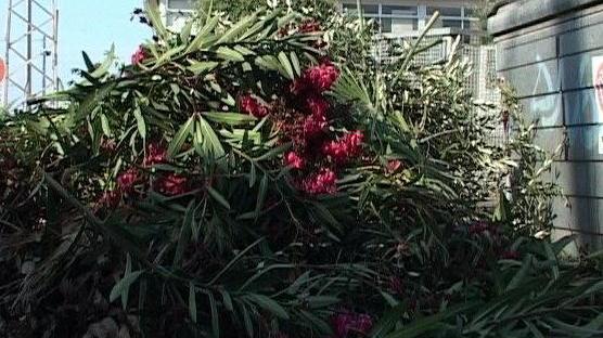 In estate un ritiro in più per gli sfalci d’erba