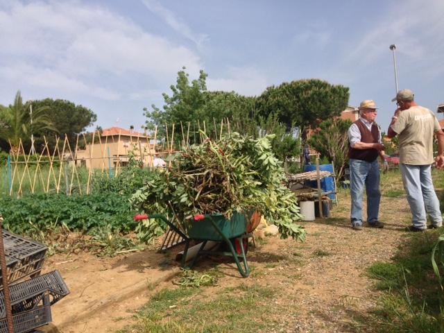 Le piante di fava tolte dopo i furto dei baccelli