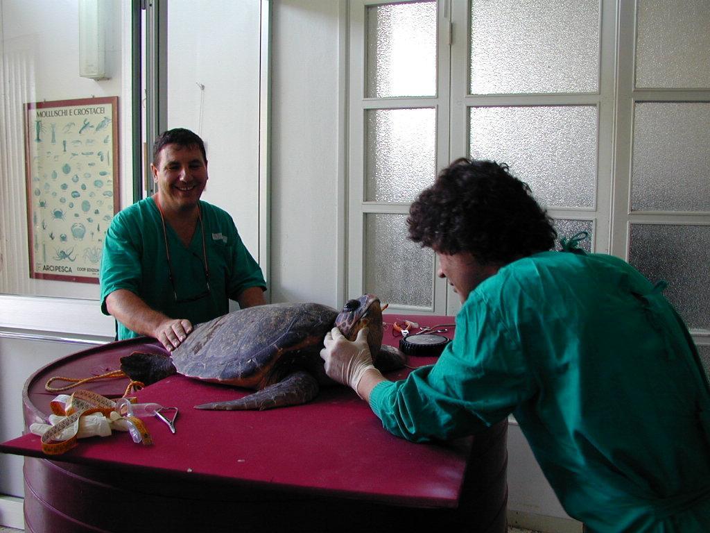 Una tartaruga recuperata (foto d'archivio)