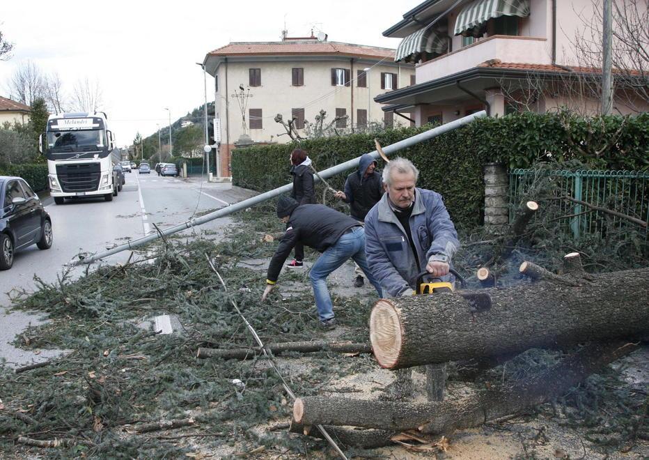 Sarzanese chiusa per la rimozione degli alberi