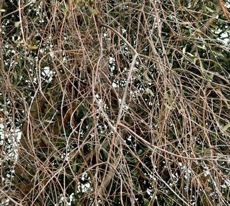 Il pericolo è scampato Negli olivi non c’è xylella 