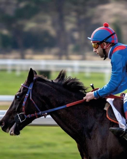 Laghat, il cavallo “diverso” che insegna a non cedere mai