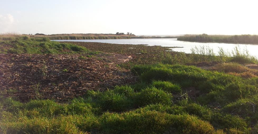 Il Giacinto d’acqua colonizza di nuovo il fiume 