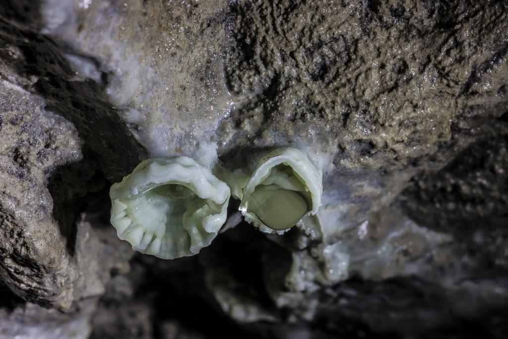 Altre forme di vita nella grotta sul rio Santa Mariedda a Villamassargia