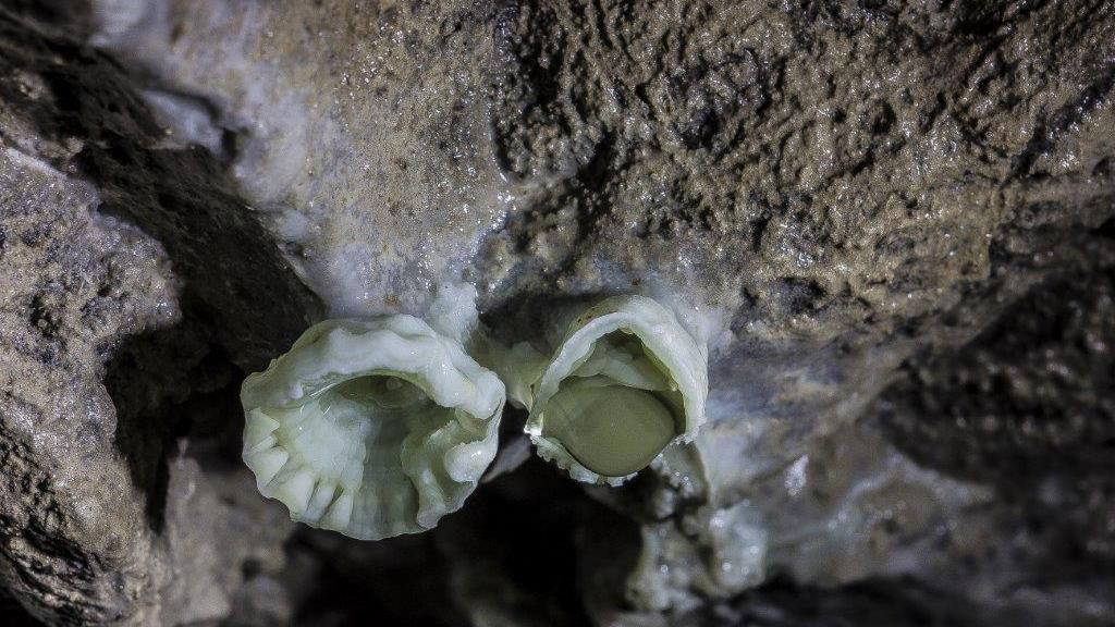 Altre forme di vita nella grotta sul rio Santa Mariedda a Villamassargia