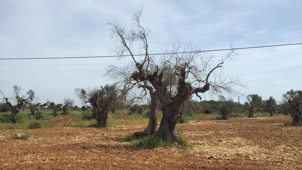 Un olivo colpito da XYlella in Puglia