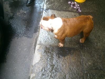 Chiude bulldog in auto, l'animale liberato dalla Polizia Municipale 