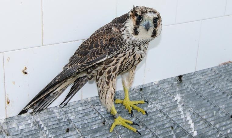 “Pellegrino” dalla Russia Il ritorno del falco calidus