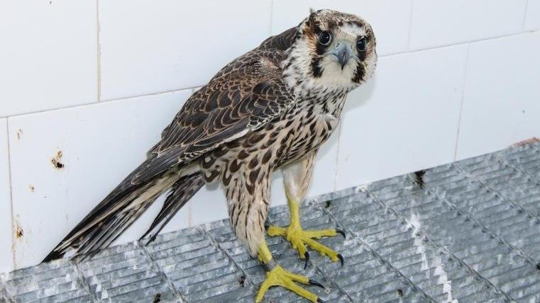 “Pellegrino” dalla Russia Il ritorno del falco calidus