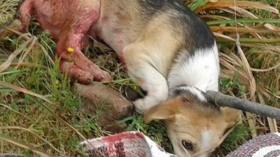 Il cane Pallino sta meglio e cerca famiglia