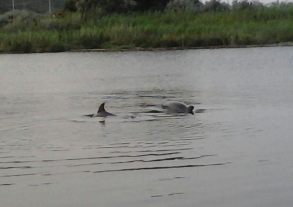 Coppia di delfini nuota tranquilla nel fiume Temo