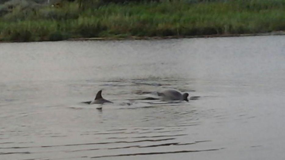 Coppia di delfini nuota tranquilla nel fiume Temo