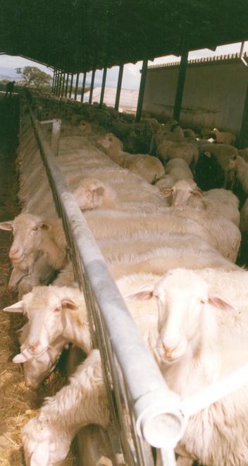 Malattia degli ovini, Coldiretti sollecita un’azione regionale 