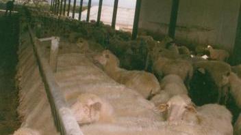 Malattia degli ovini, Coldiretti sollecita un’azione regionale 