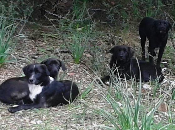 Siniscola, è allarme randagismo 