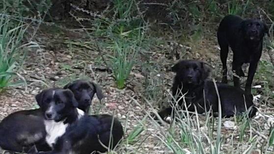 Siniscola, è allarme randagismo