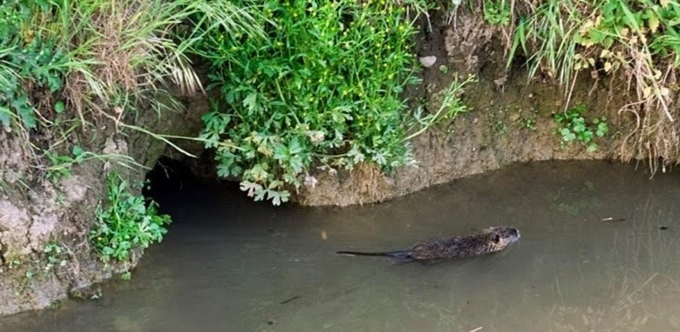Nutrie, anche le trappole per limitarne il numero 