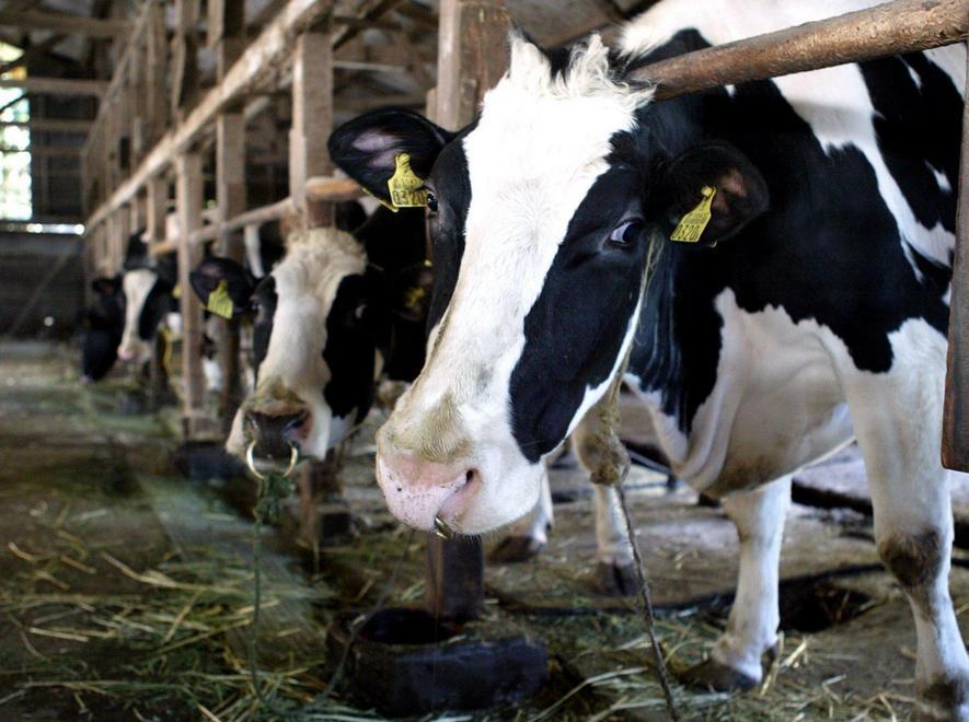 Colpito da una mucca, finisce in ospedale 
