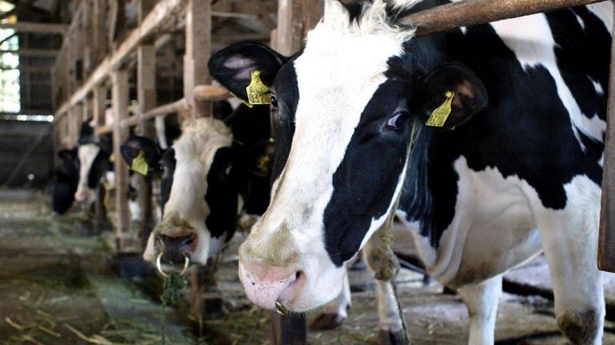 Colpito da una mucca, finisce in ospedale