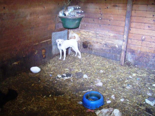 Uno dei cani maltrattati rovato dalla polizia provinciale