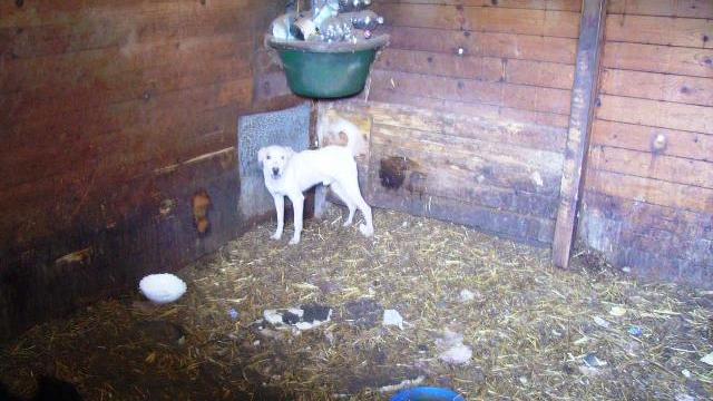 Uno dei cani maltrattati rovato dalla polizia provinciale