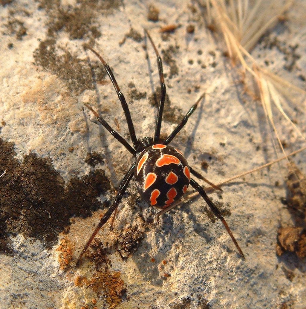 La malmignatta, detta in Sardegna "s'arza"